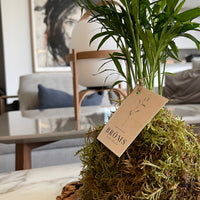 Chamaedorea Kokedama