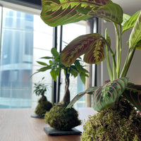 Maranta Kokedama
