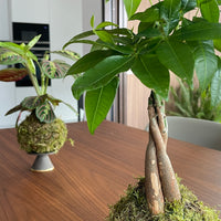 Pachira Kokedama