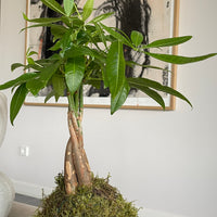 Pachira Kokedama