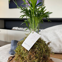 Chamaedorea Kokedama