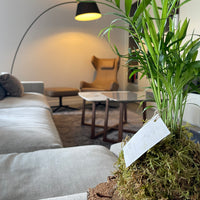 Chamaedorea Kokedama