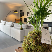 Chamaedorea Kokedama