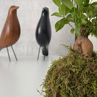 Mini Ficus Ginseng Kokedama