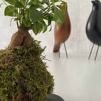 Mini Ficus Ginseng Kokedama