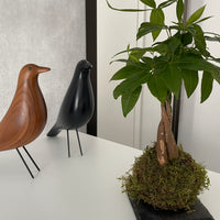 Pachira Kokedama