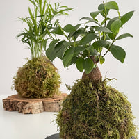 Mini Ficus Ginseng Kokedama
