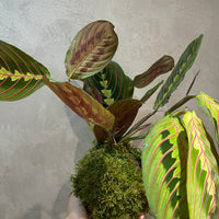 Maranta Kokedama