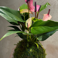 Anthurium Kokedama