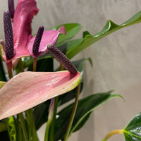 Anthurium Kokedama