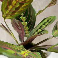 Maranta Kokedama