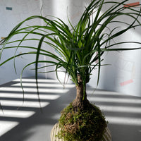 Baucarnea Kokedama