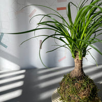Baucarnea Kokedama