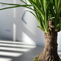 Baucarnea Kokedama