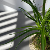 Baucarnea Kokedama