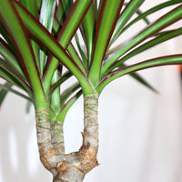 Marginata Kokedama
