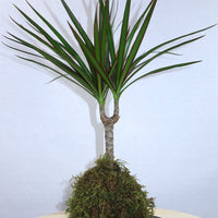 Marginata Kokedama