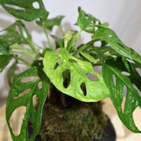 Monstera Kokedama