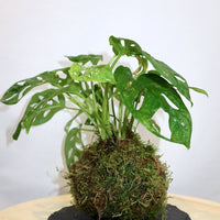 Monstera Kokedama