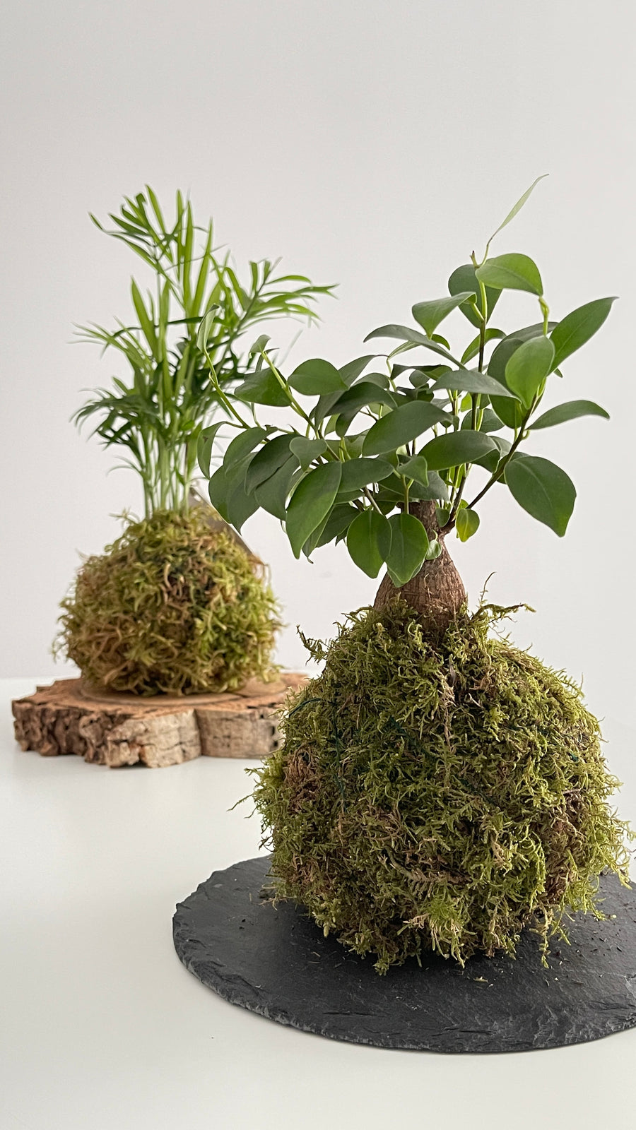 Mini Ficus Ginseng Kokedama